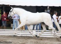 BRUMA LOVERA, DE YEGUADA SAN NICOLAS, TROTE. PLATA EN YEGUAS ADULTAS